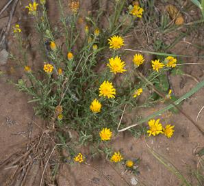 Machaeranthera gracilis (slender goldenweed)