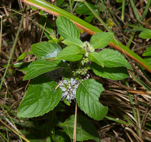 Mentha arvensis (field mint, wild mint, corn mint)