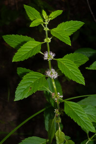 Mentha arvensis (field mint, wild mint, corn mint)