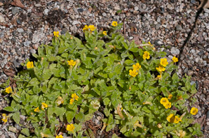 Mimulus moschatus (musk monkeyflower, muskflower)