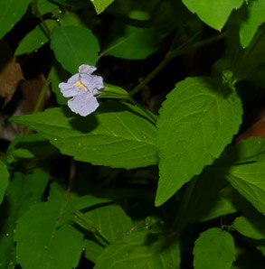 Mimulus ringens (square-stemmed monkeyflower, Allegheny monkeyflower)