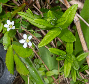 Moehringia lateriflora (blunt-leaved grove-sandwort, bluntleaf sandwort)