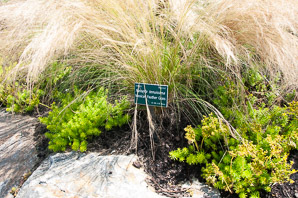 Nassella tenuissima (mexican feather grass, finestem needlegrass)