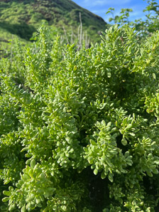 Nolana galapagensis (Galápagos clubleaf)