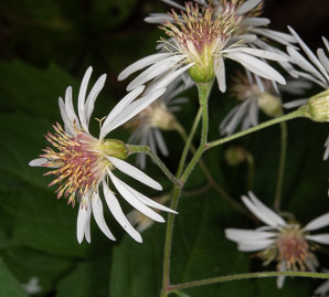 Oclemena acuminata (whorled wood aster, mountain aster, sharp-leaved aster)