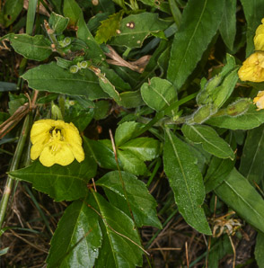 Oenothera pilosella (prairie sundrops, meadow evening primrose)
