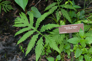 Onoclea sensibilis (sensitive fern, bead fern, meadow brake)