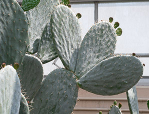 Opuntia ficus-indica (Indian fig, Barbary fig)
