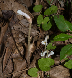 Orobanche uniflora (naked broomrape, one-flowered cancer-root, cancer-root, oneflowered broomrape)