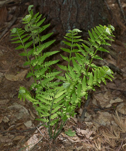 Osmunda claytoniana (interrupted fern)