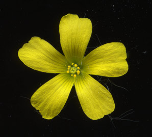 Oxalis stricta (common yellow woodsorrel, common yellow oxalis)