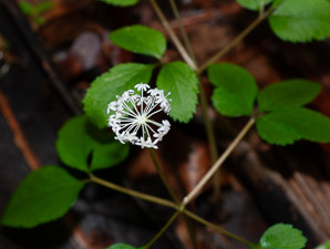 Panax trifolius (dwarf ginseng)