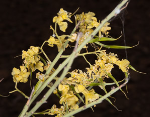 Parkinsonia florida (blue palo verde, blue paloverde, palo verde)