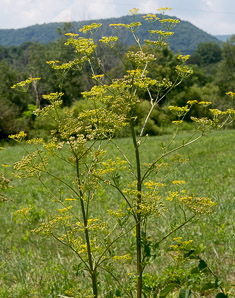 Pastinaca sativa (parsnip, wild parsnip)