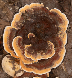 Phaeolus schweinitzii (velvet-top fungus, dyer’s polypore, dyer’s mazegill, brown-cubical butt rot, red-brown butt rot)