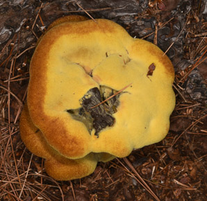 Phaeolus schweinitzii (velvet-top fungus, dyer’s polypore, dyer’s mazegill, brown-cubical butt rot, red-brown butt rot)