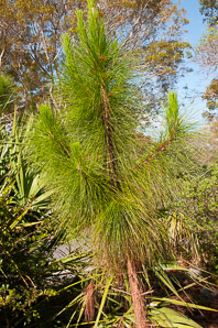 Pinus elliottii (slash pine, yellow slash pine, swamp pine)