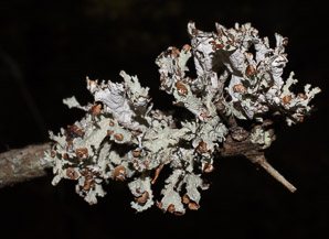 Platismatia tuckermanii (crumpled rag lichen, Tuckerman’s ragged lichen)