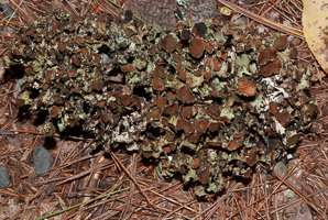 Platismatia tuckermanii (crumpled rag lichen, Tuckerman’s ragged lichen)