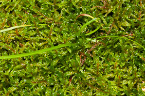 Pleurozium schreberi (Schreber’s moss, feather moss, red-stemmed feather moss, Schreber’s big red stem moss)