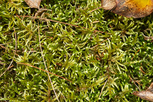 Pleurozium schreberi (Schreber’s moss, feather moss, red-stemmed feather moss, Schreber’s big red stem moss)