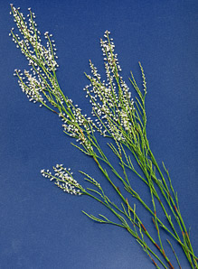 Polygonella articulata (sand jointweed, coastal jointweed)