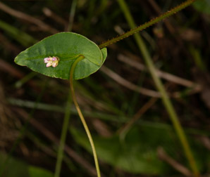 Polygonum sagittatum (arrow tearthumb, arrowleaf tearthumb)
