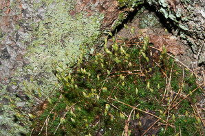 Polytrichum commune (common haircap moss, haircap moss, polytrichum moss)