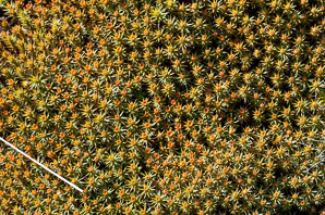Polytrichum juniperinum (juniper hair cap, juniper polytrichum moss)