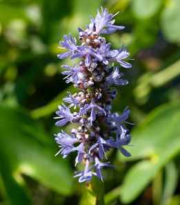 Pontederia cordata (pickerelweed)