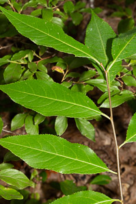 Prunus serotina (black cherry)
