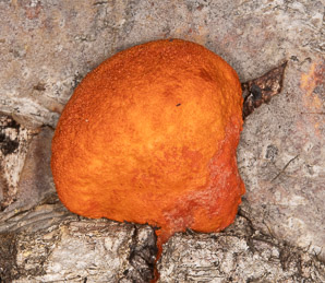 Pycnoporus cinnabarinus (cinnabar polypore)