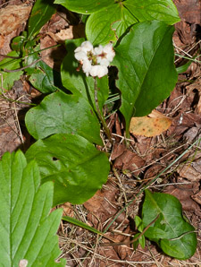 Pyrola elliptica (pyrola, shinleaf, common shinleaf, waxflower shinleaf)