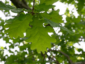 Quercus robur (pedunculate oak, English oak)