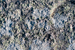 Rhizocarpon disporum (single-spored map lichen, map lichen)