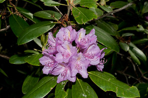 Rhododendron maximum (great rhododendron, great laurel, rosebay rhododendron, American rhododendron, big rhododendron)