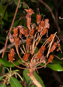 Rhododendron maximum (great rhododendron, great laurel, rosebay rhododendron, American rhododendron, big rhododendron)