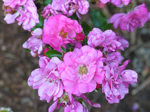Rosa L. (rose, dwarf rose)