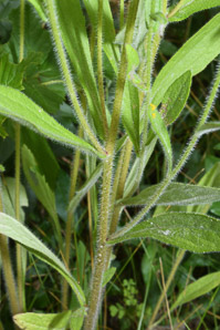 Rudbeckia hirta (black-eyed Susan, blackeyed Susan)