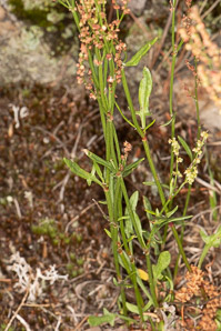 Rumex acetosella (red sorrel, sheep sorrel, sour weed, field sorrel, common sheep sorrel)