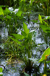 Sagittaria cuneata (arumleaf arrowhead)