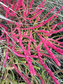 Salicornia depressa (slender glasswort, samphire, chicken-claws, common glasswort, Virginia glasswort)
