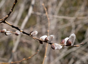 Salix discolor (pussy willow, American willow)