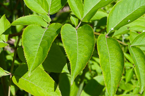 Sambucus nigra (elderberry, American elderberry, common elderberry, black elderberry, American black elderberry)