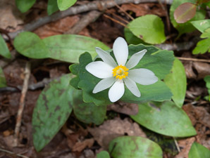 Sanguinaria canadensis (bloodroot)