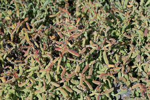 Sesuvium edmondstonei (Galápagos carpet weed, Galápagos carpetweed, sesuvium)