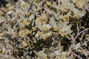 Simmondsia chinensis (jojoba, pignut, goat nut, deer nut, wild hazel, quinine nut, coffeeberry, goat-nut, coffee bush, quinine plant)