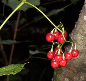 Solanum dulcamara (bittersweet, bittersweet nightshade, blue bindweed, climbing nightshade)