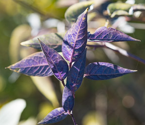 Solanum dulcamara (bittersweet, bittersweet nightshade, blue bindweed, climbing nightshade)