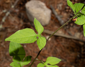 Solanum dulcamara (bittersweet, bittersweet nightshade, blue bindweed, climbing nightshade)
